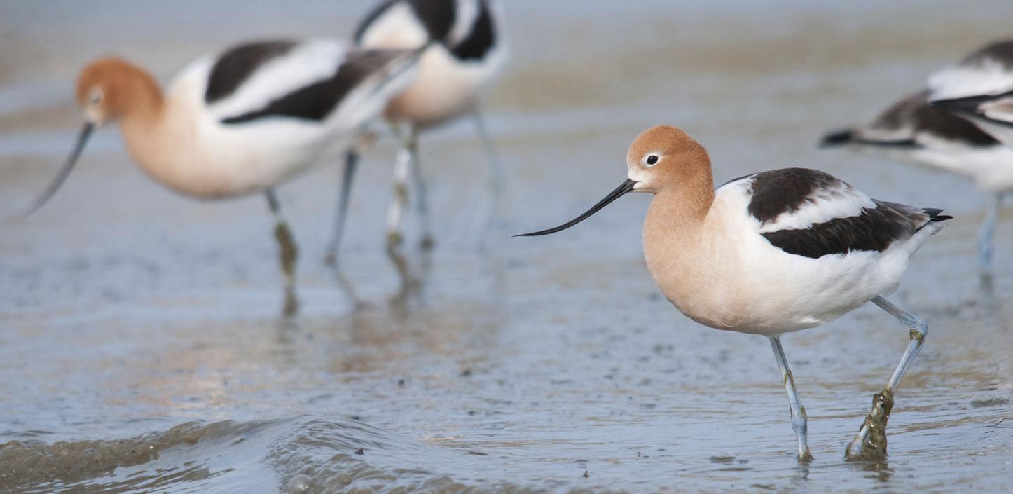 Avocet