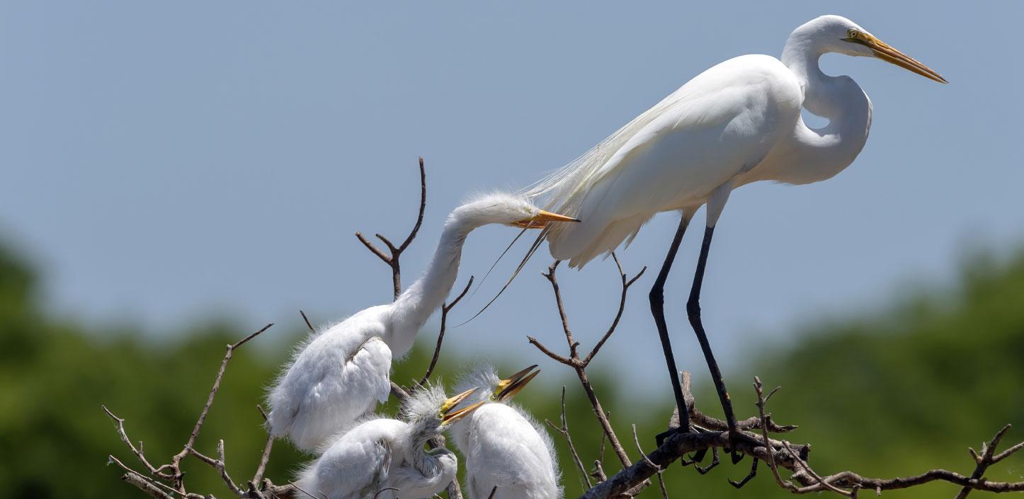 Great egrets