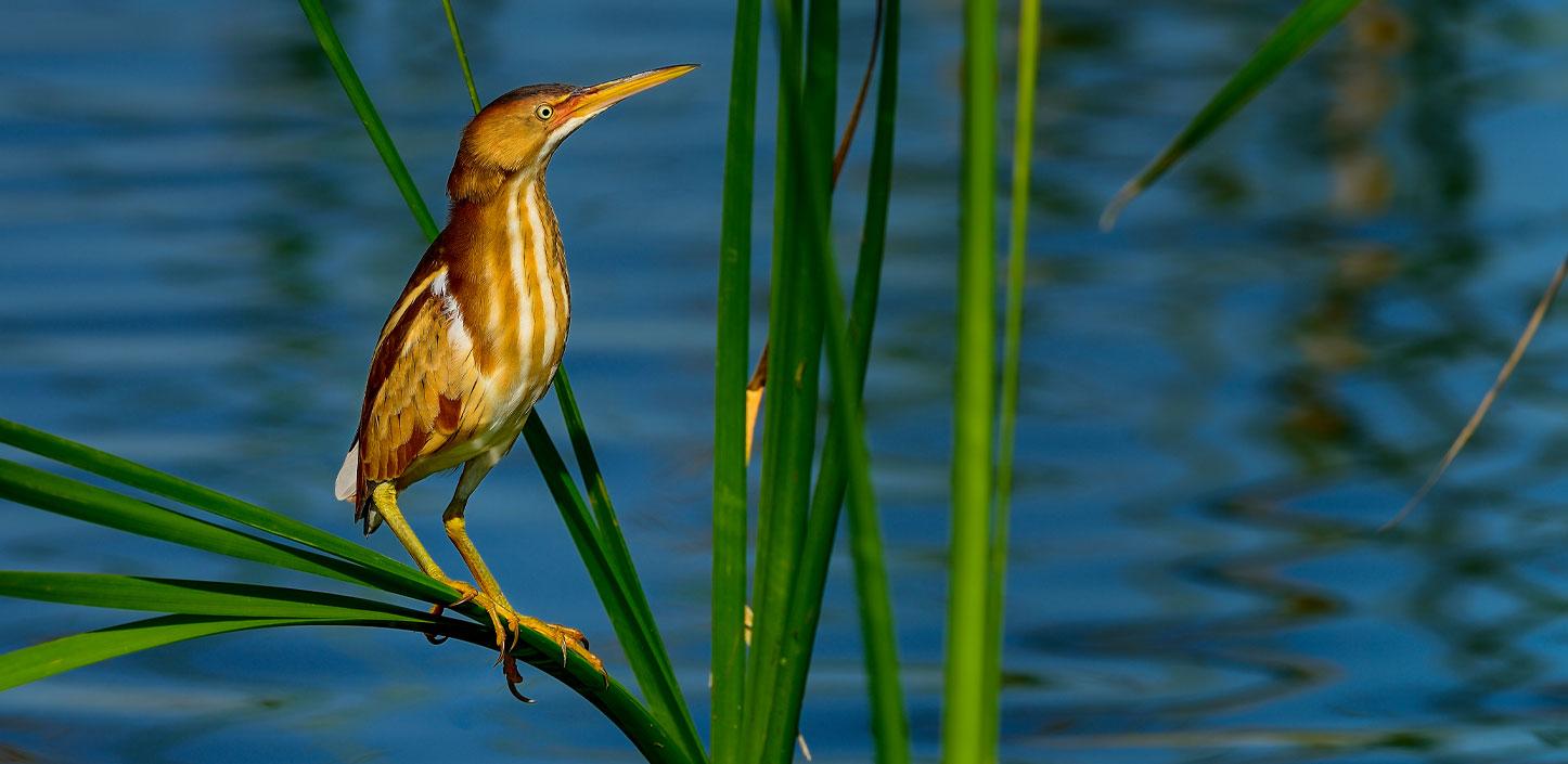 Least bittern