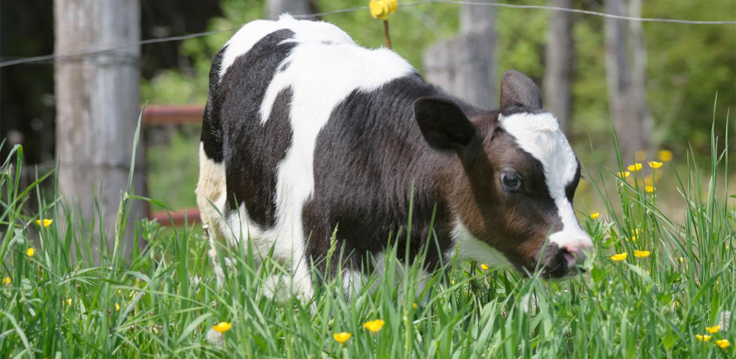 Holstein dairy calf