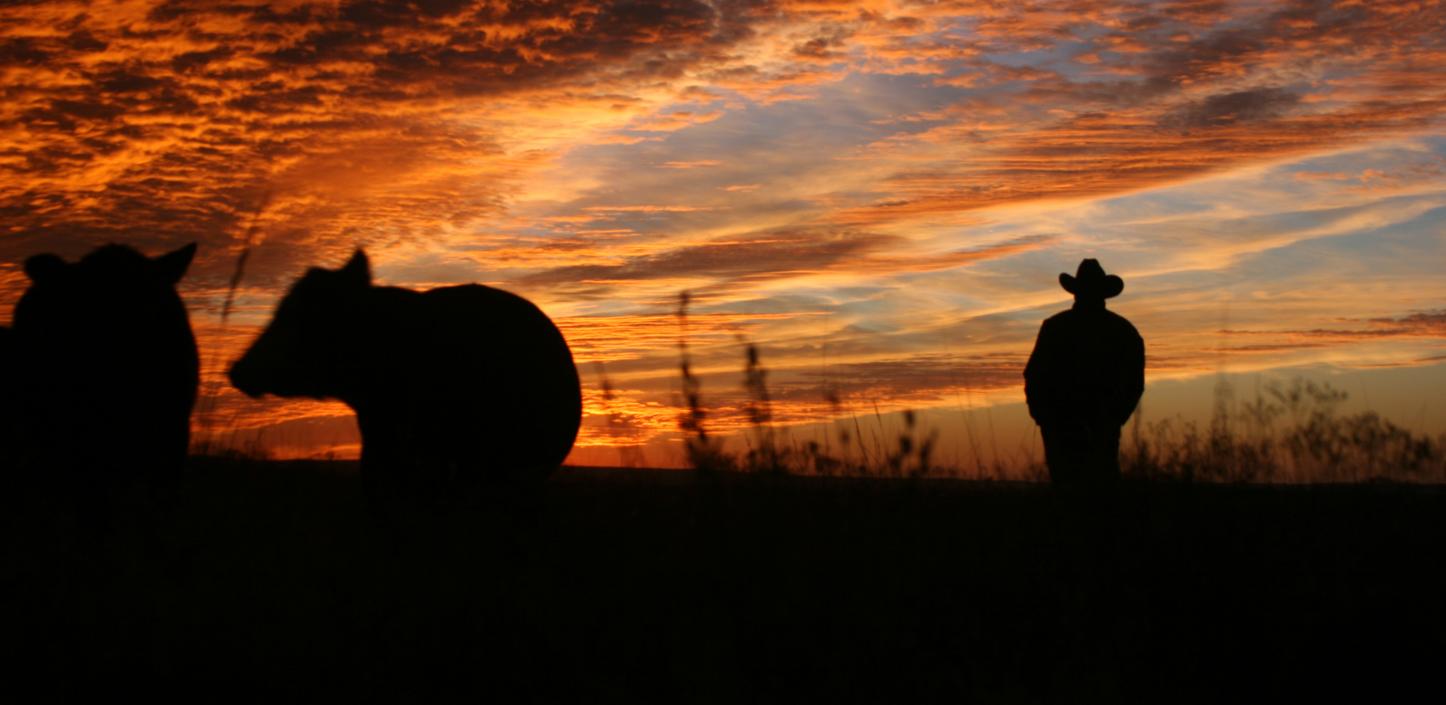 silhouette of cow and cowboy at sunset