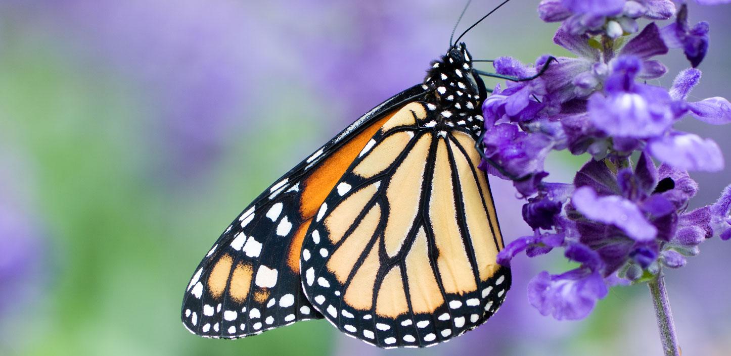 NFWF Announces $1.7 Million In Grants From The Monarch Butterfly And ...