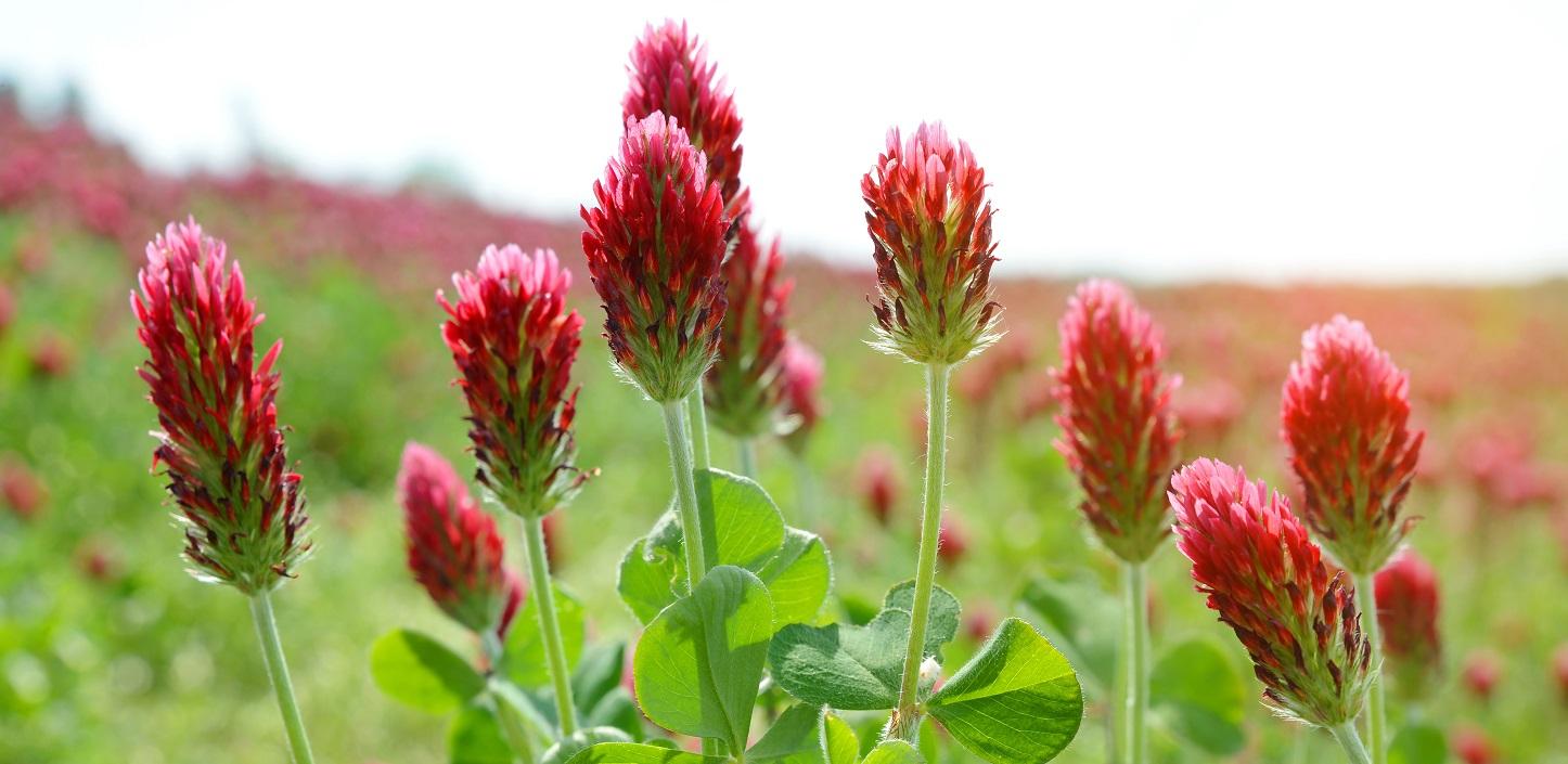 New effort aims to help Midwest farmers plant cover crops on a half a  million acres