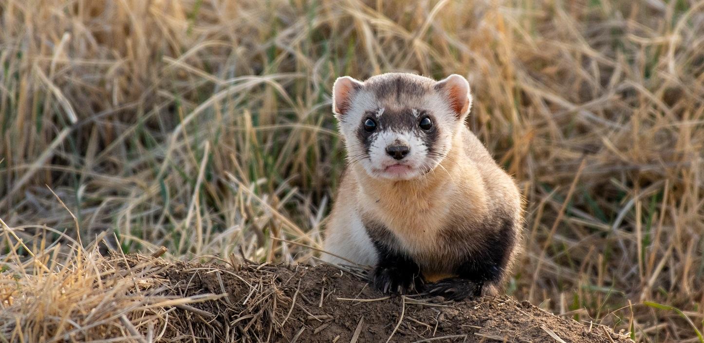 Great Plains Grasslands Framework in Focus: Wildlife Conservation