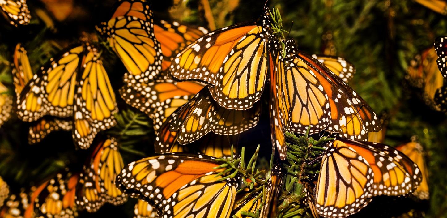 NFWF Announces $4.1 Million In Grants To Conserve The Monarch Butterfly ...