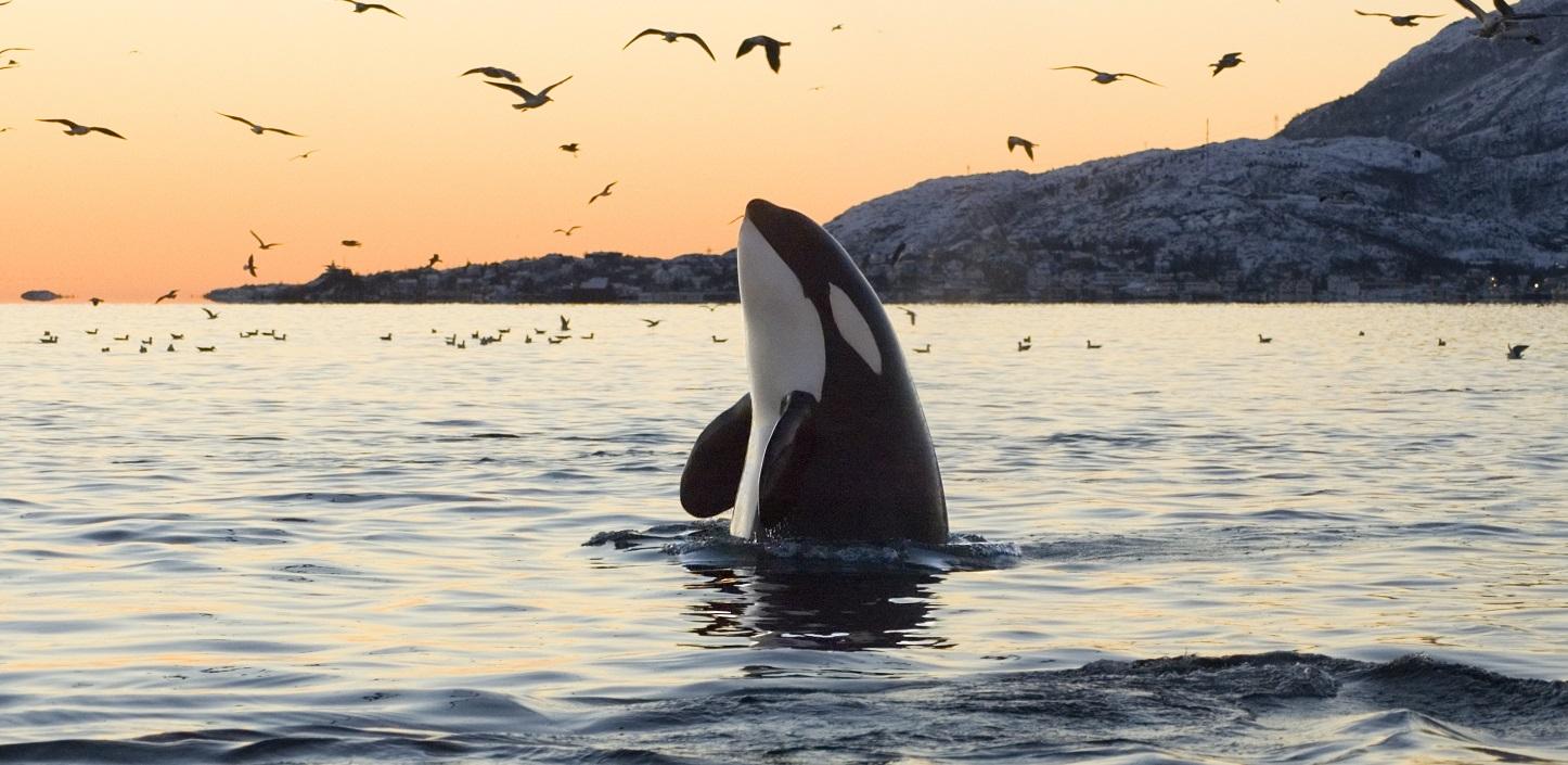 NFWF Announces $1.8 Million In Grants From The Killer Whale ...