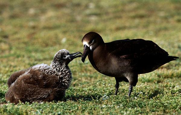 Black-footed albatross