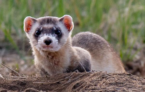 Black-footed ferret