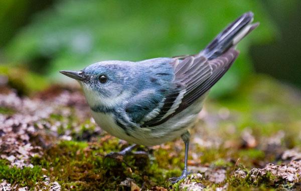 Cerulean warbler