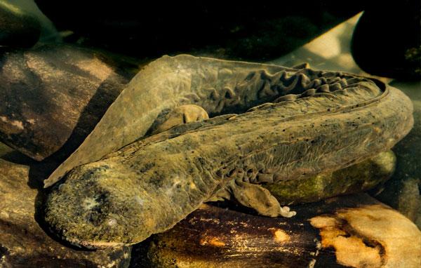 Eastern hellbender