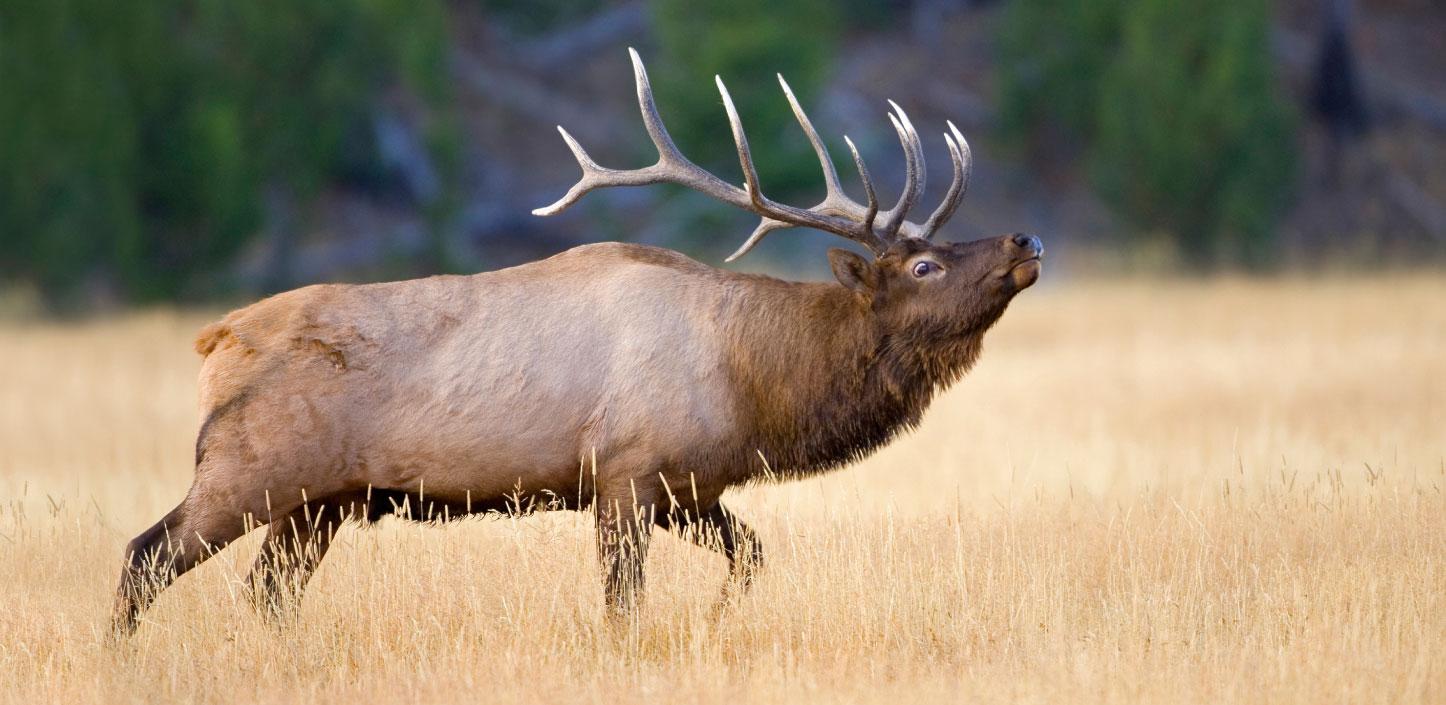 Elk in Yellowstone National Park