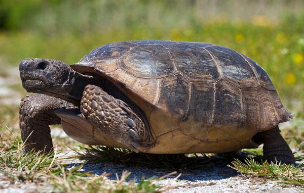 Gopher tortoise