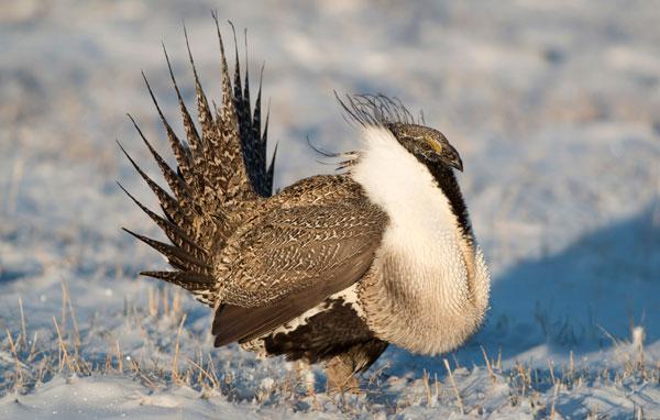 Greater sage grouse