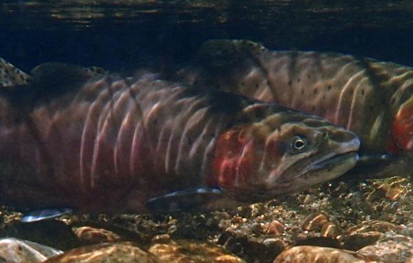 Lahontan cutthroat trout