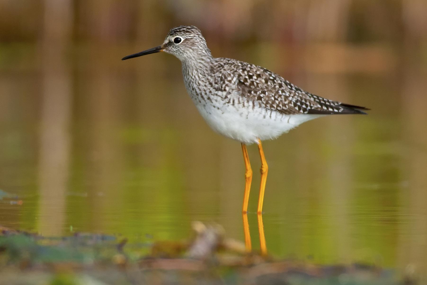 Lesser yellowlegs