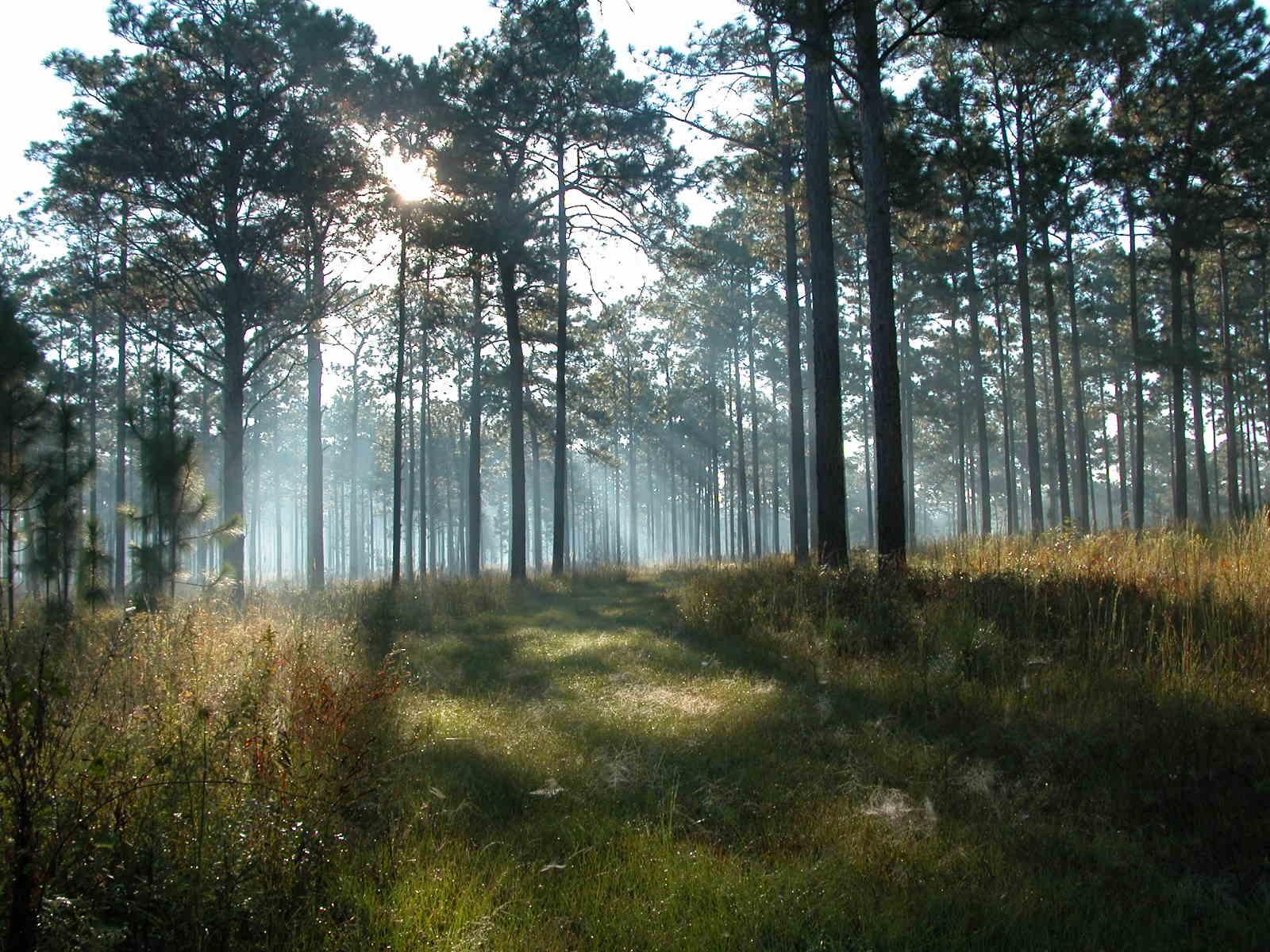 ​Longleaf pine forest