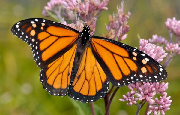 Monarch butterfly