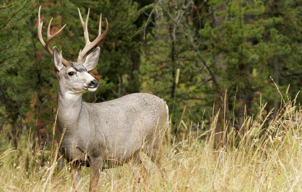 Mule deer