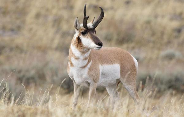 Pronghorn