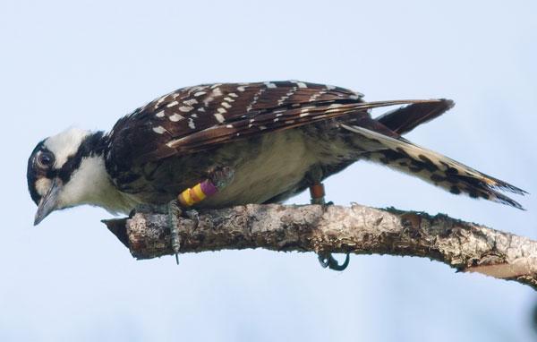 Red-cockaded woodpecker