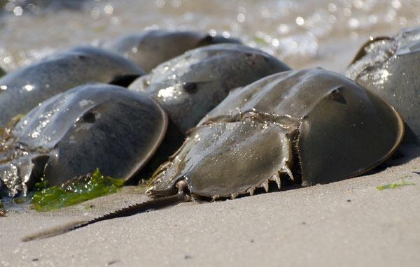 American horseshoe crab