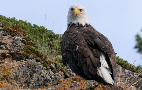 Bald eagle