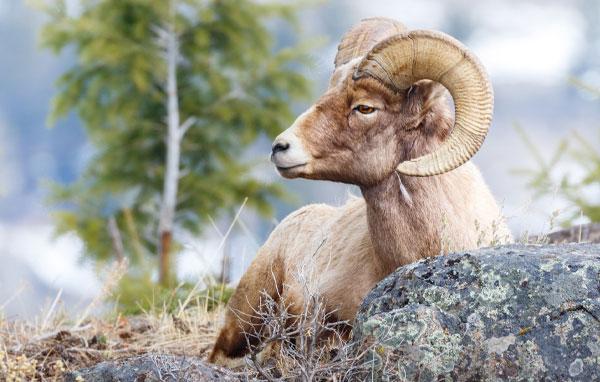 Bighorn sheep