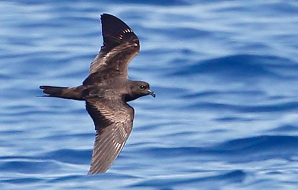 Black storm-petrel