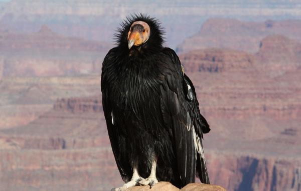 California condor