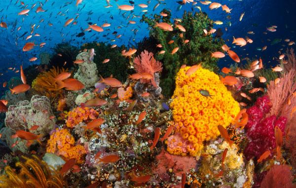 What Is Coral & Why Is It Important? IFAW