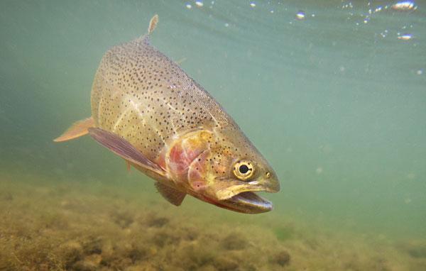 lahontan cutthroat trout