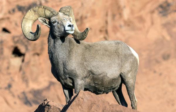 Desert bighorn sheep