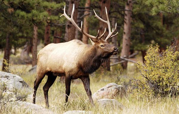 Elk