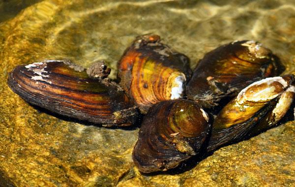 Freshwater mussels