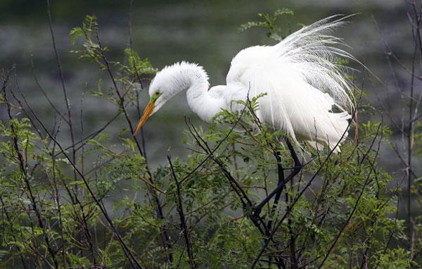 Great egret