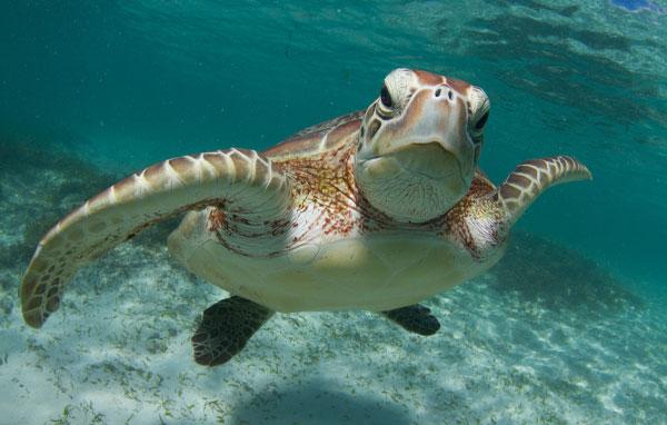 Green sea turtle