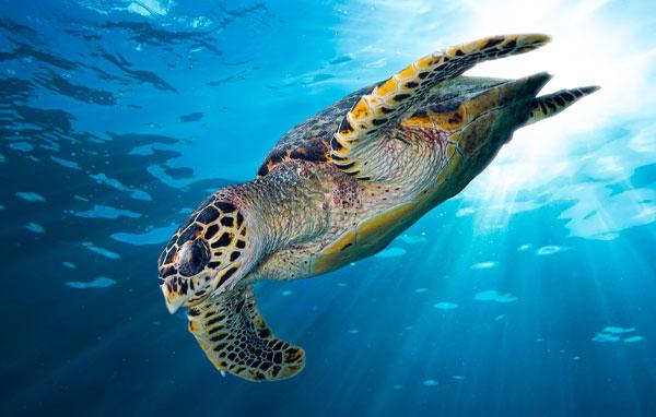 Hawksbill sea turtle