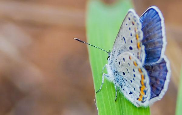 CSUN Student Receives Grant to Increase Habitat for Butterfly