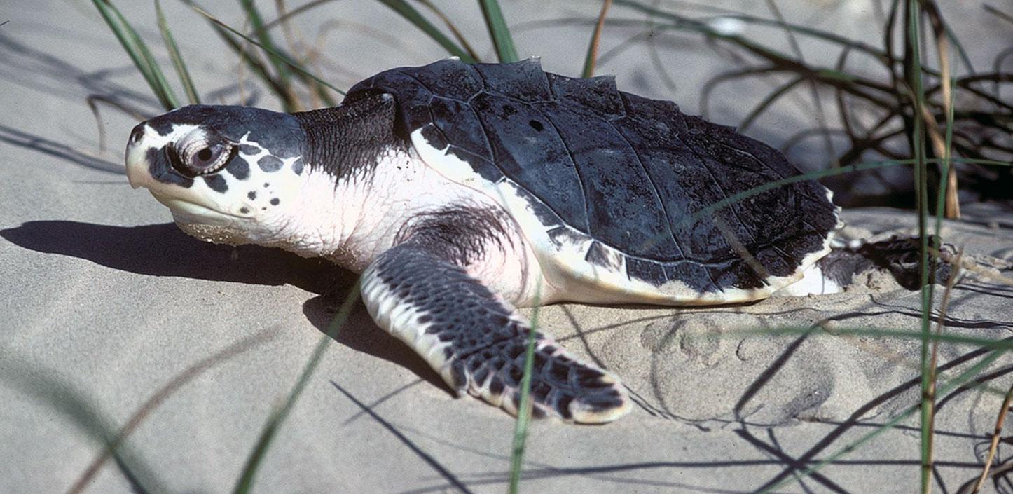 Kemp’s ridley sea turtle on the beach