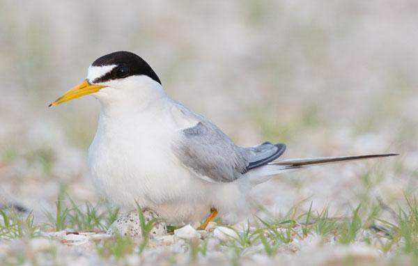 Least tern