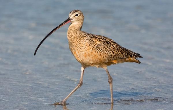 Long-billed curlew