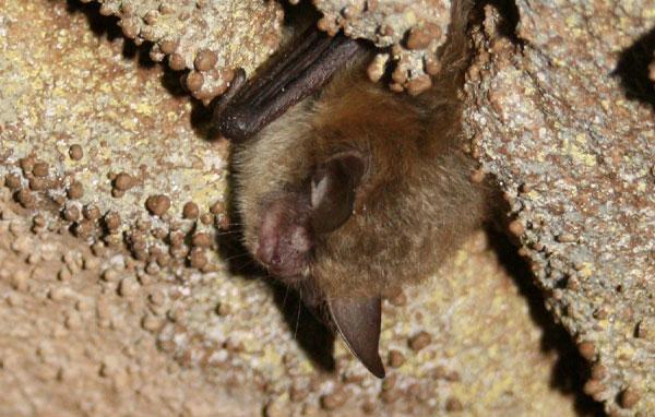 Northern long-eared bat