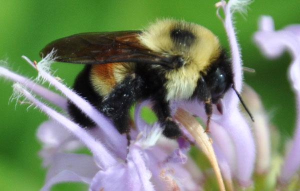 Five Star and Urban Waters Restoration Grant Program | NFWF