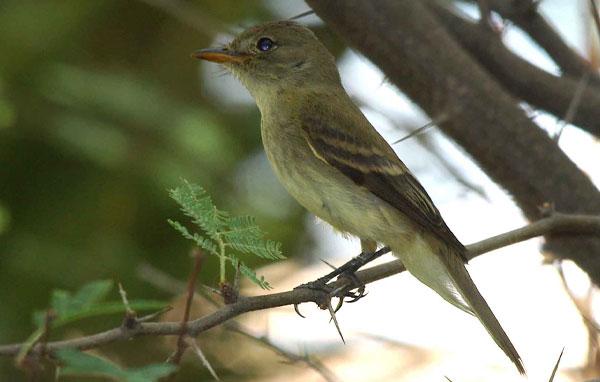 Southwest willow flycatcher