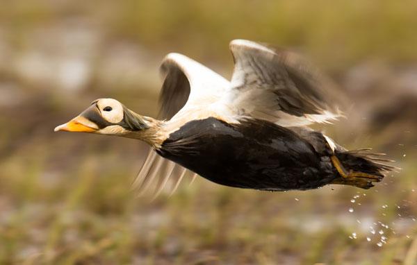 Spectacled eider