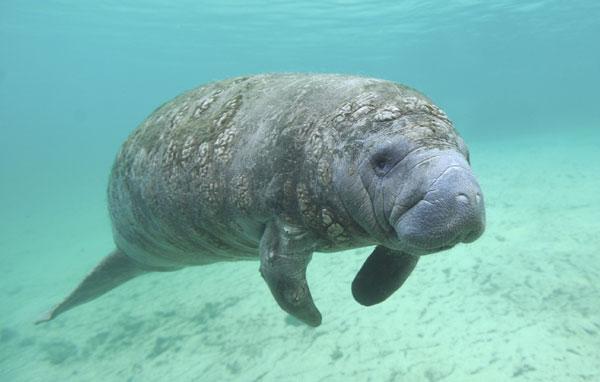 West Indian Manatee