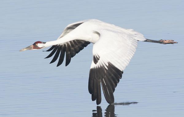 Whooping crane