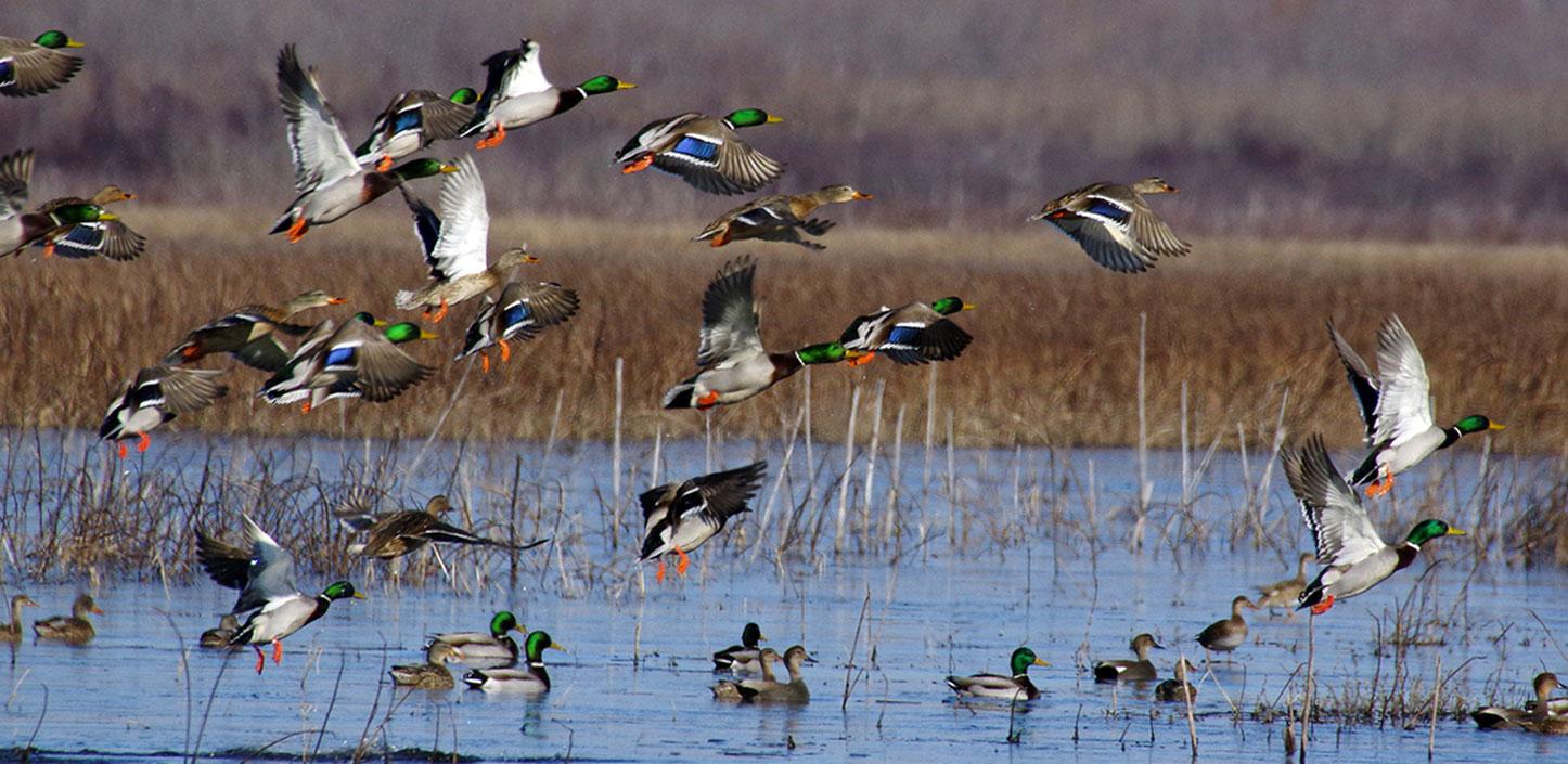 Mallards flying over wetlands