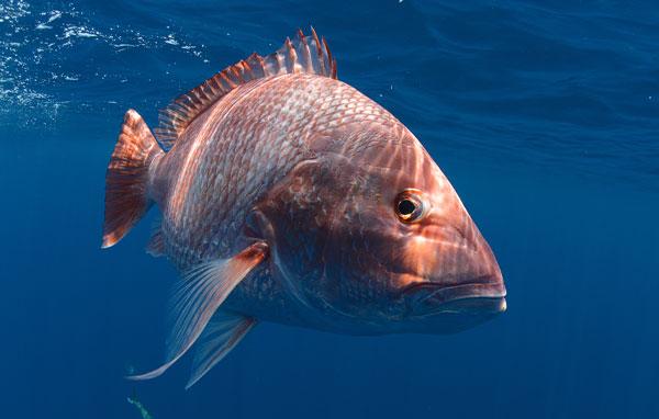 Increasing Survival Rates of Discarded Red Snapper: Best Release Strategies  – AFS Fisheries Science Blog