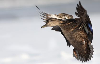 American black duck flying